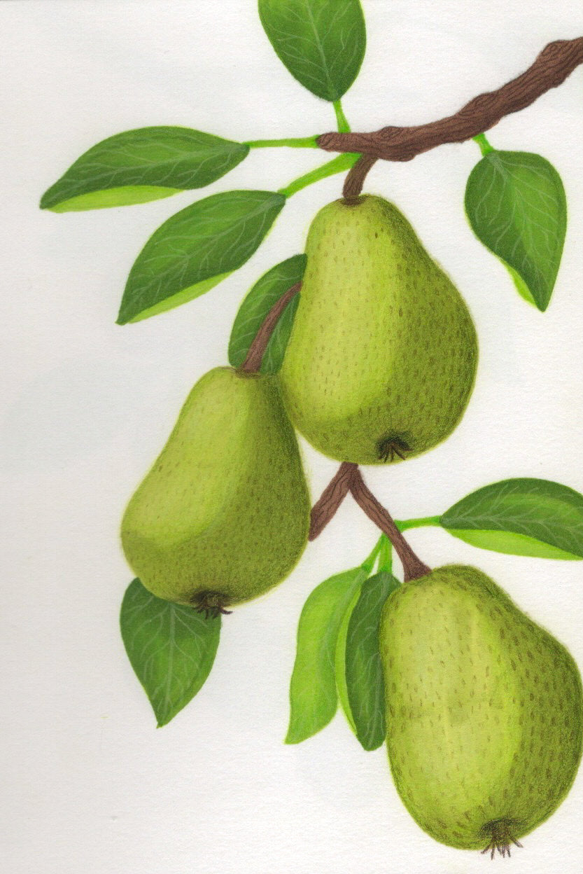 Perfectly Pears Art Print